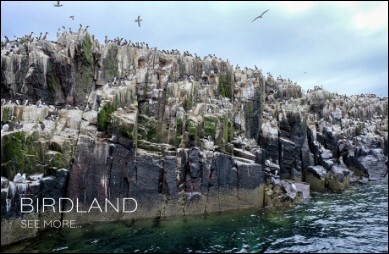 Photograph of a colony of guillimots on the Farne Islands
