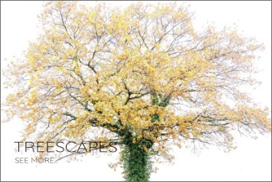 Photo of an isolated autumn tree.